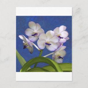 Blossoms Floral Plants Colorful Photograph Art Postcard