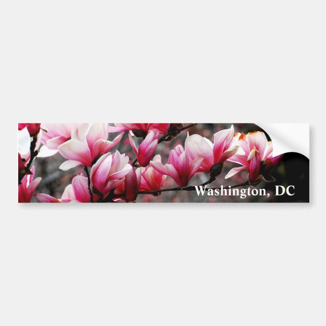 Blossoms of Georgetown University, Washington, DC Bumper Sticker (Front)