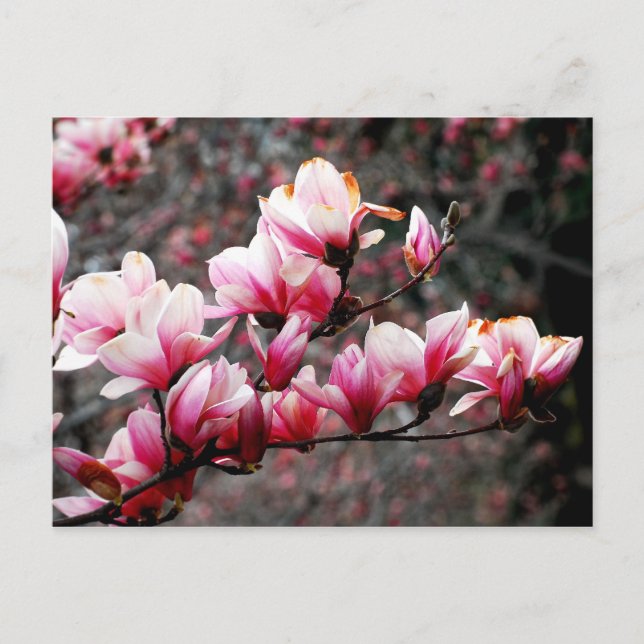 Blossoms of Georgetown University, Washington, DC Postcard (Front)