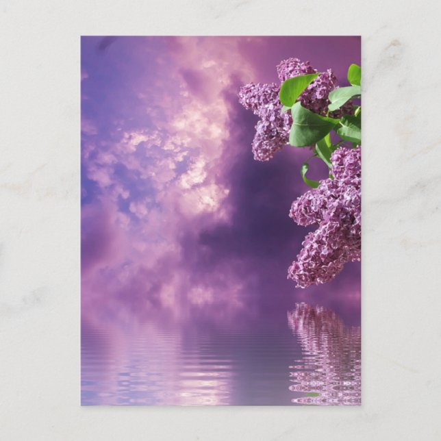 Blossoms  postcard (Front)