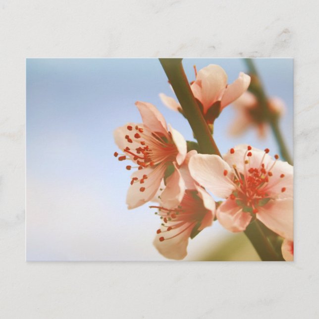 Blossoms Postcard (Front)
