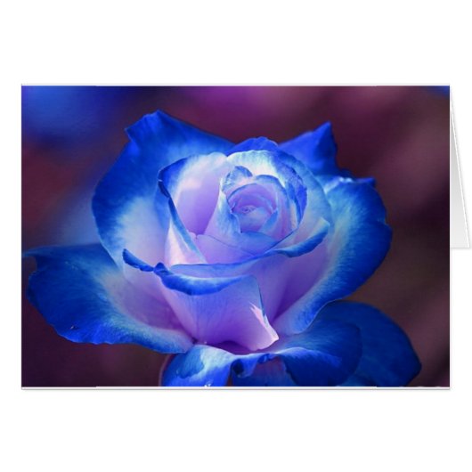 blossoms vines petal rose flowers flower blue love (Front Horizontal)