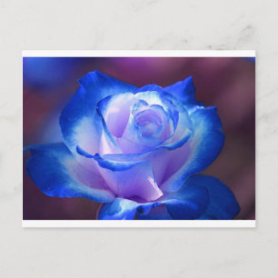 blossoms vines petal rose flowers flower blue love postcard