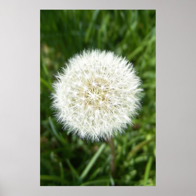 blow bull poster (Front)