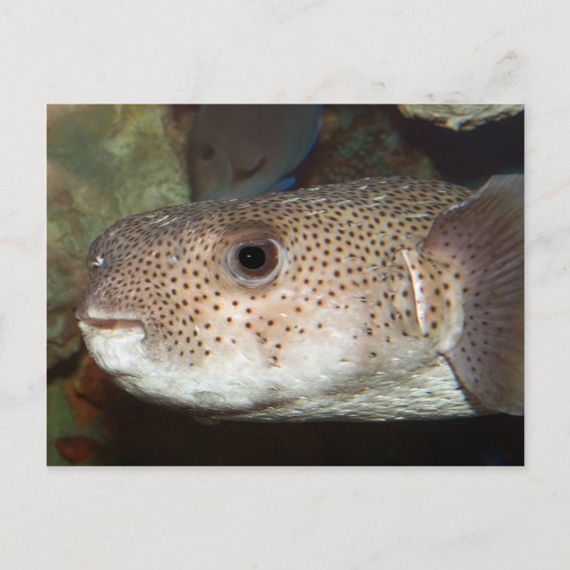 Blowfish Postcard (Front)