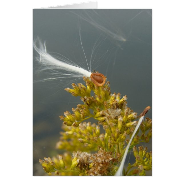 Blowing in the Breeze Cards (Front)