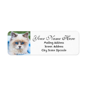Blu-eyed Kitten Return Address Label