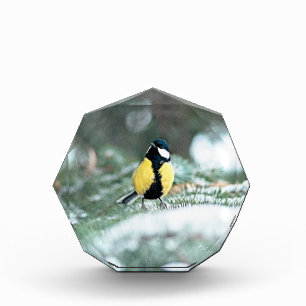 Blue Сhickadee Bird On Green Spruce Tree Acrylic Award