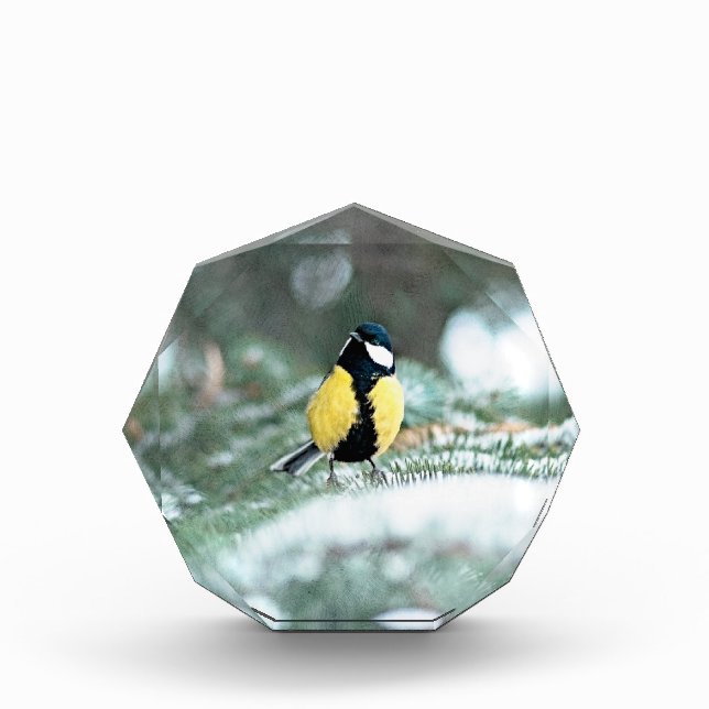 Blue Сhickadee Bird On Green Spruce Tree Acrylic Award (Front)