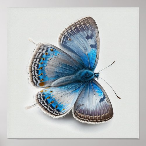 Blue Adonis Butterfly Art Print Poster