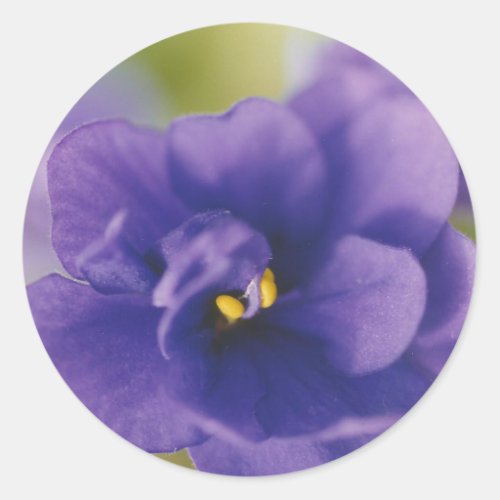 Blue African Violet Saintpaulia Classic Round Sticker