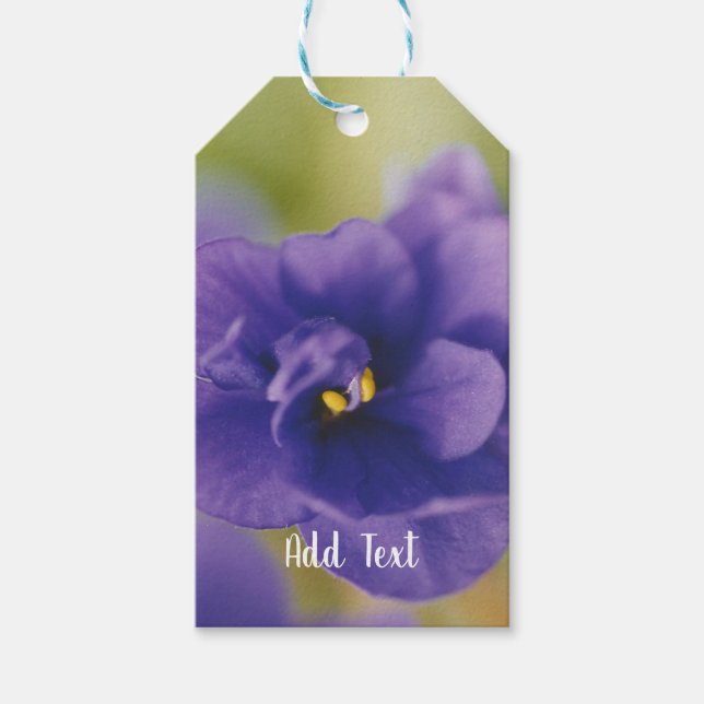 Blue African Violet Saintpaulia Gift Tags (Front)