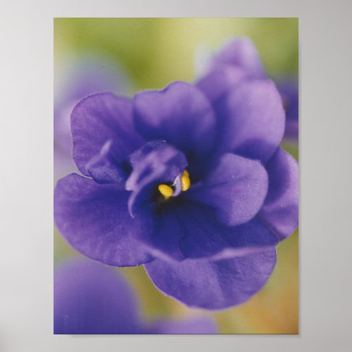 Blue African Violet Saintpaulia Poster