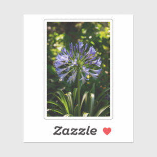 Blue Agapanthus Flowers Sticker