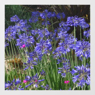 Blue Agapanthus Flowers Wall Decal