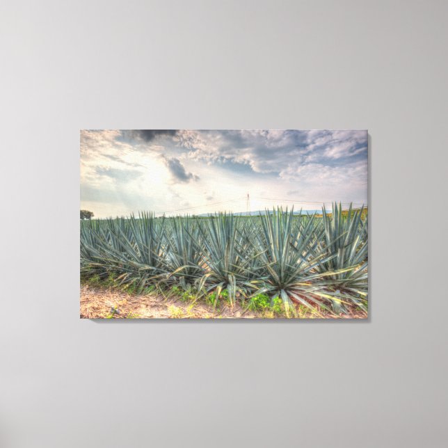 Blue Agave Canvas Print (Front)