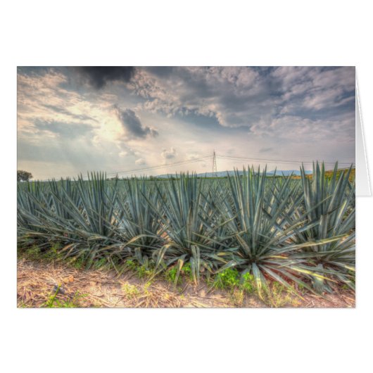 Blue Agave Cards (Front Horizontal)