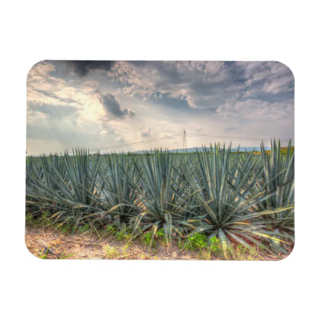 Blue Agave Magnet Zazzle