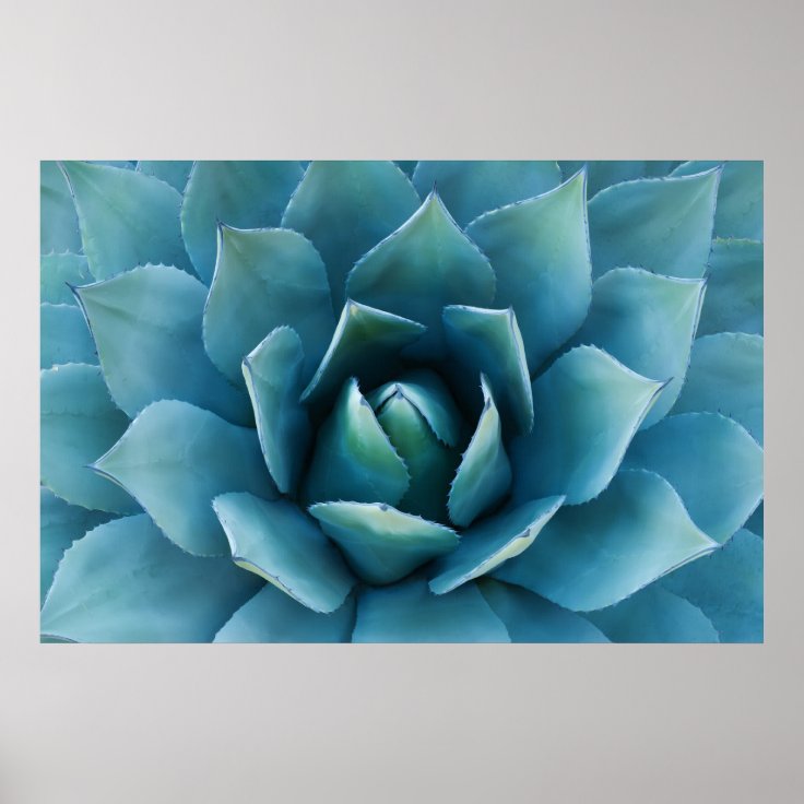 Blue Agave Poster | Zazzle