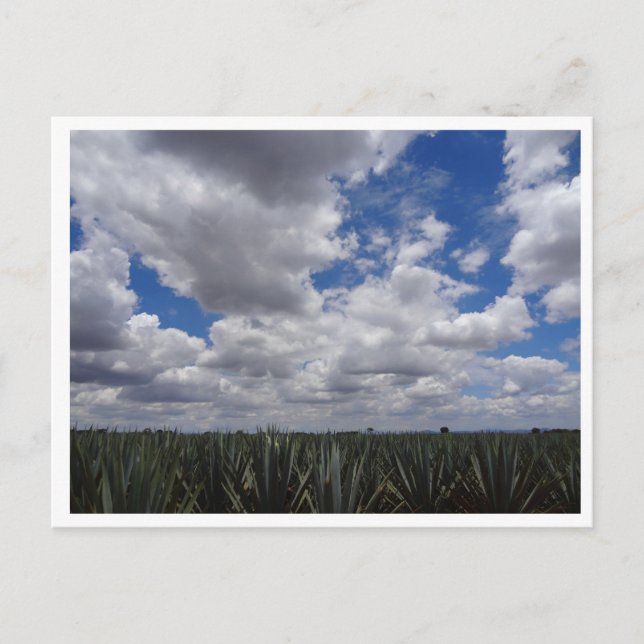 Blue Agave Tequila Paradise in Jalisco, Mexico Postcard (Front)