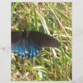 blue and black butterfly (Front)