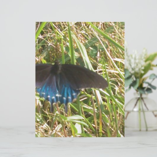 blue and black butterfly (Standing Front)