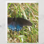 blue and black butterfly (Front/Back)