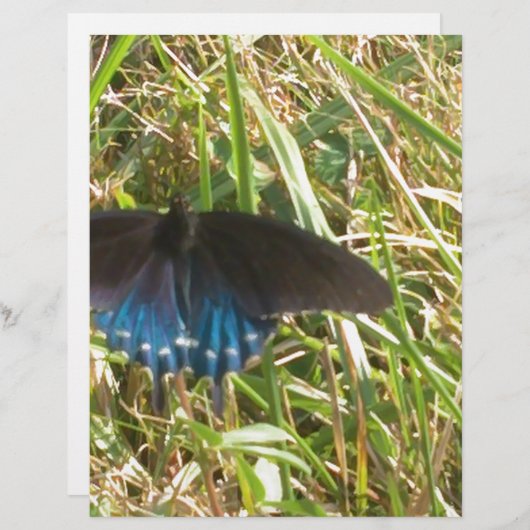blue and black butterfly (Front/Back)