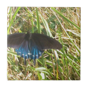blue and black butterfly ceramic tile