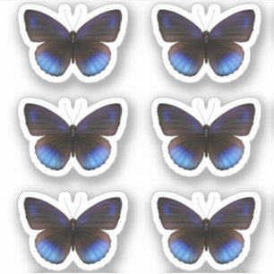 Blue and Black Butterfly Sticker pack Wedding