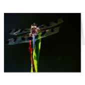 Blue and black dragonfly (Front Horizontal)