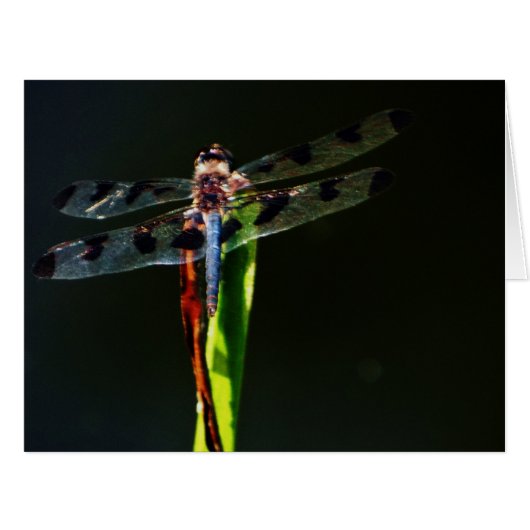 Blue and black dragonfly cards (Front Horizontal)