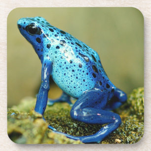 Blue and Black Poison Dart Frog Beverage Coaster
