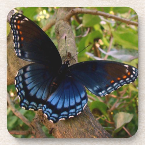 Blue and Black Swallowtail in Ohio Garden Beverage Coaster