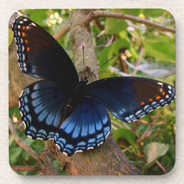 Blue and Black Swallowtail in Ohio Garden Beverage Coaster (Front)