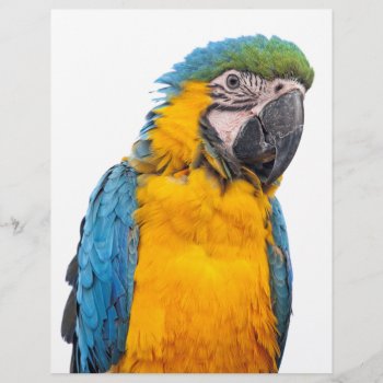 Blue And Gold Macaw by PixLifeBirds at Zazzle