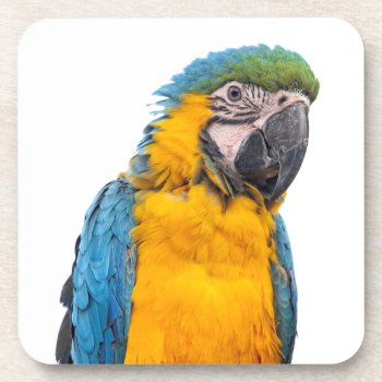 Blue And Gold Macaw Beverage Coaster by PixLifeBirds at Zazzle