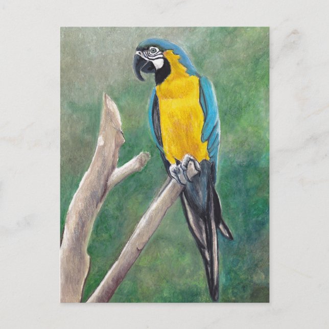 Blue and Gold Macaw Bird Art Postcard (Front)