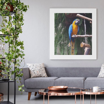 Blue and Gold Macaw Bird Photo Print