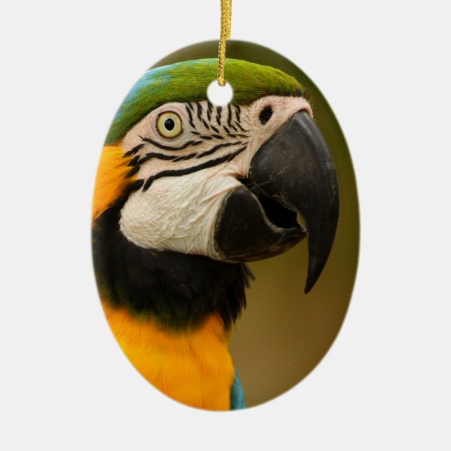 blue and gold macaw ceramic ornament (Front)