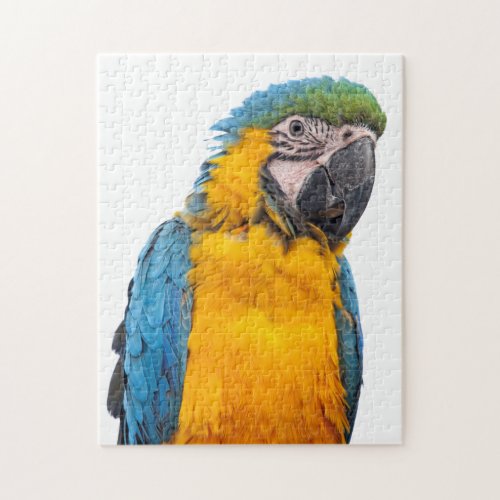 Blue and Gold Macaw Jigsaw Puzzle
