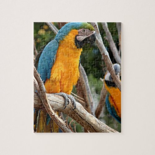 Blue And Gold Macaw Jigsaw Puzzle