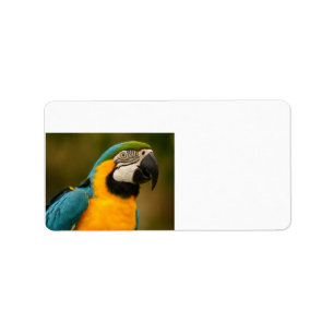 blue and gold macaw label