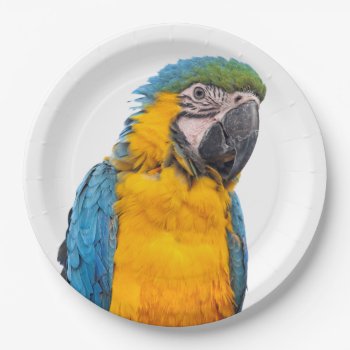 Blue And Gold Macaw Paper Plates by PixLifeBirds at Zazzle