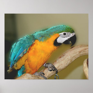 Blue And Gold Macaw Parrot Animal Poster