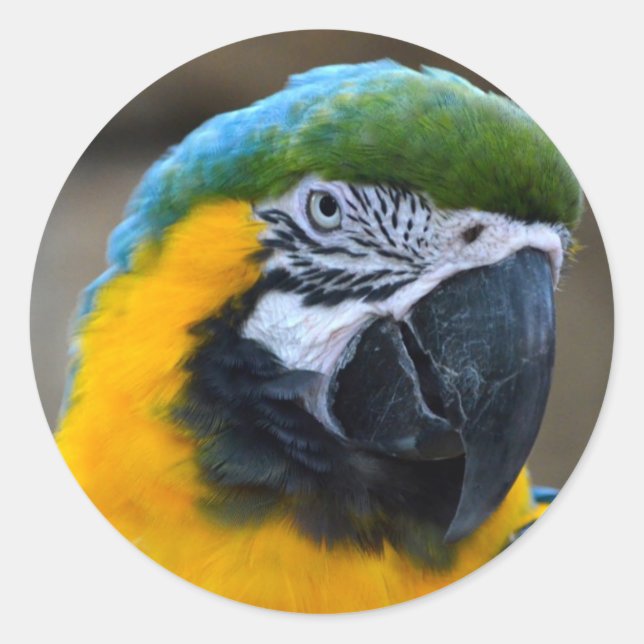 blue and gold macaw parrot head view c classic round sticker (Front)