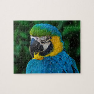 Blue and Gold Macaw Parrot Jigsaw Puzzle