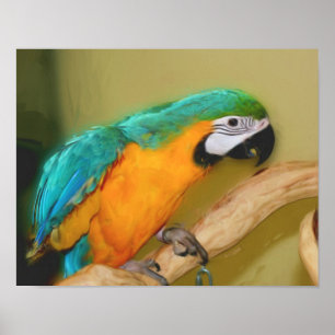 Blue And Gold Macaw Parrot Photo Painting Poster