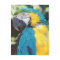Blue and Gold Macaw Postcard