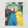 Blue and Gold Macaw Postcard
